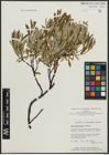 Foto von Salix argyrocarpa Andersson